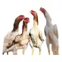 Primeira imagem para pesquisa de vendo galinhas sedosa japonesa