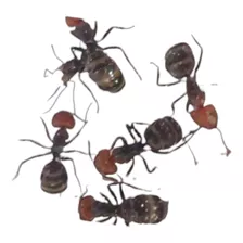 Hormiga Reina + Obreras Camponotus L - Unidad a $32