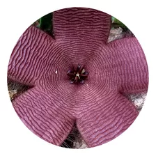 Cacto Estrela Stapelia Hisurta Cacto Com Flor Estrela Do Mar