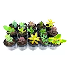 Plantas Suculentas Mudas Coloridas Kit C/ 10 Fácil Cultivo