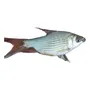 Primera imagen para búsqueda de peces