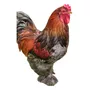 Segunda imagem para pesquisa de galinha brahma