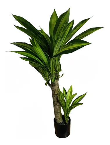Primera imagen para búsqueda de planta porcelana