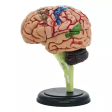 Cerebro Mini Modelo Anatómico 4d Desarmable 32 Partes 