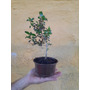 Tercera imagen para búsqueda de bonsai