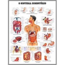 Poster Sistema Digestório 60x80cm Decorar Clínica Medicina