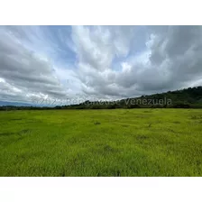 Raiza Suarez Vende Hermosa Finca D 27.5 Hectáreas En Sabana De Méndez, Yaracuy, Cerca De Urachiche, 19 Hectáreas Aprx Pasto Brizanta, Listo Para Trabajar En Ganadería Caprina, Ovina O Bovina 24 4541 