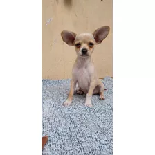 Chihuahuas 