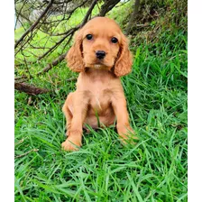 Cocker Spaniel Hembra, Largo, 2 Meses