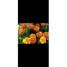 Semillas De Flor Tagetes. Mix Colores (200 Uds.)