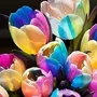 Primera imagen para búsqueda de tulipanes naturales en maceta