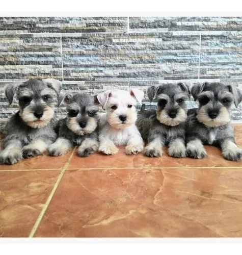 Segunda imagen para búsqueda de venta de vacas raza miniatura
