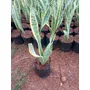 Primera imagen para búsqueda de plantas ornamentales