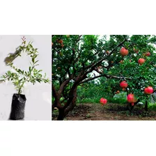 Planta De Granada Punica Granatum Las Frutas Ecuador