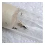 Primera imagen para búsqueda de hormigas reina
