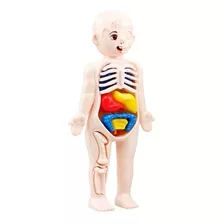 Juguete Didáctico 3d Interactivo Cuerpo Humano Para Niños/as