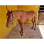 Tercera imagen para búsqueda de venta caballos cuarto de milla jalisco