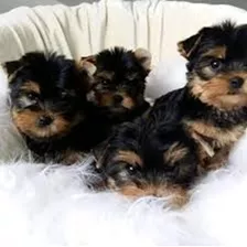 Yorkshire Terrier Mini 650 C/u Hermosos Bebes 