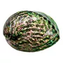 Terceira imagem para pesquisa de abalone
