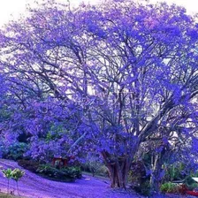 20 Sementes P Mudas Jacarandá Azul Mimoso Sítios Fazendas