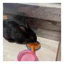 Segunda imagen para búsqueda de venta conejos