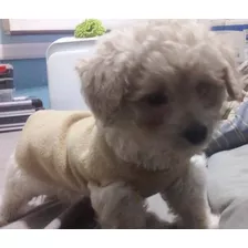 Cachorrito Maltipoo