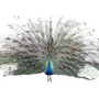 Segunda imagem para pesquisa de pavao azul aves