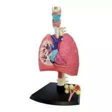 Sistema Respiratório 4d Pulmão Humano Anatômico 41 Peças