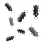 Terceira imagem para pesquisa de insetos comestiveis