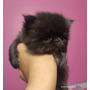 Primera imagen para búsqueda de gatito
