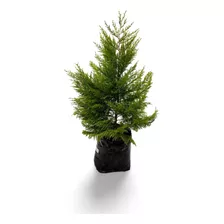 Planta Bonsai Pino Silvestre