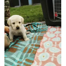 Se Vende Hermosos Cachorros Labrador