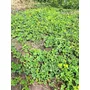 Segunda imagen para búsqueda de plantas