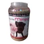 Primera imagen para búsqueda de cerditos mini pig