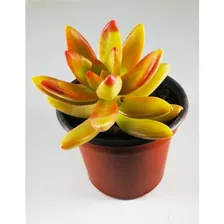 Muda Suculenta Laranja Sedum Nussbaumerianum Kit Com 3