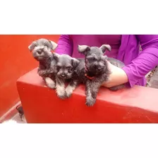 Cachorros Schnauzer Miniatura