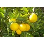 Primera imagen para búsqueda de limon amarillo