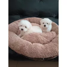 Cachorros Bichon Frise Puros Con Fca