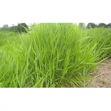 Semente Capim Brachiaria Decumbens 10 Kg Safra 2019 Top