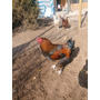 Tercera imagen para búsqueda de gallinas brahma