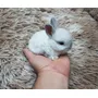 Primeira imagem para pesquisa de mini coelho anao