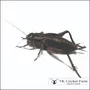 Segunda imagem para pesquisa de vagalumes insetos vivos