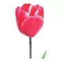 Primera imagen para búsqueda de bulbos de tulipanes