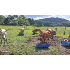 Novilha Em Oferta Gado Bom Pra Criar 