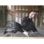 Segunda imagem para pesquisa de pato mandarim casal aves