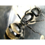 Primera imagen para búsqueda de hormiga reina