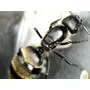 Tercera imagen para búsqueda de hormigas reina