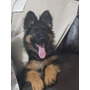 Primera imagen para búsqueda de perro