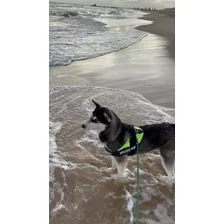 Último Cachorro Husky Siberiano Manto Negro.