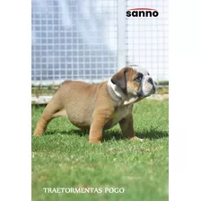 Bulldog Cachorro Macho 